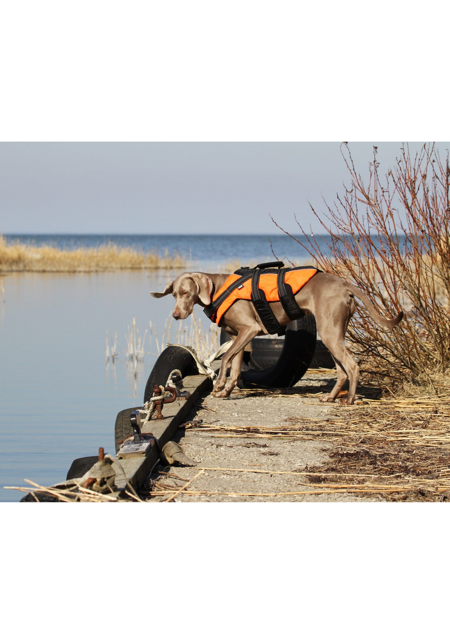 Hundesrettungsweste rukkapets – Bild 4